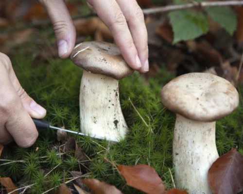 魁北克技术移民术语（魁省雇主担保移民Arrima系统里魁北克VJO是什么？）